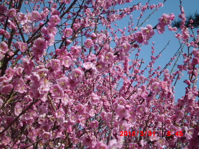 春の空と梅のピンク